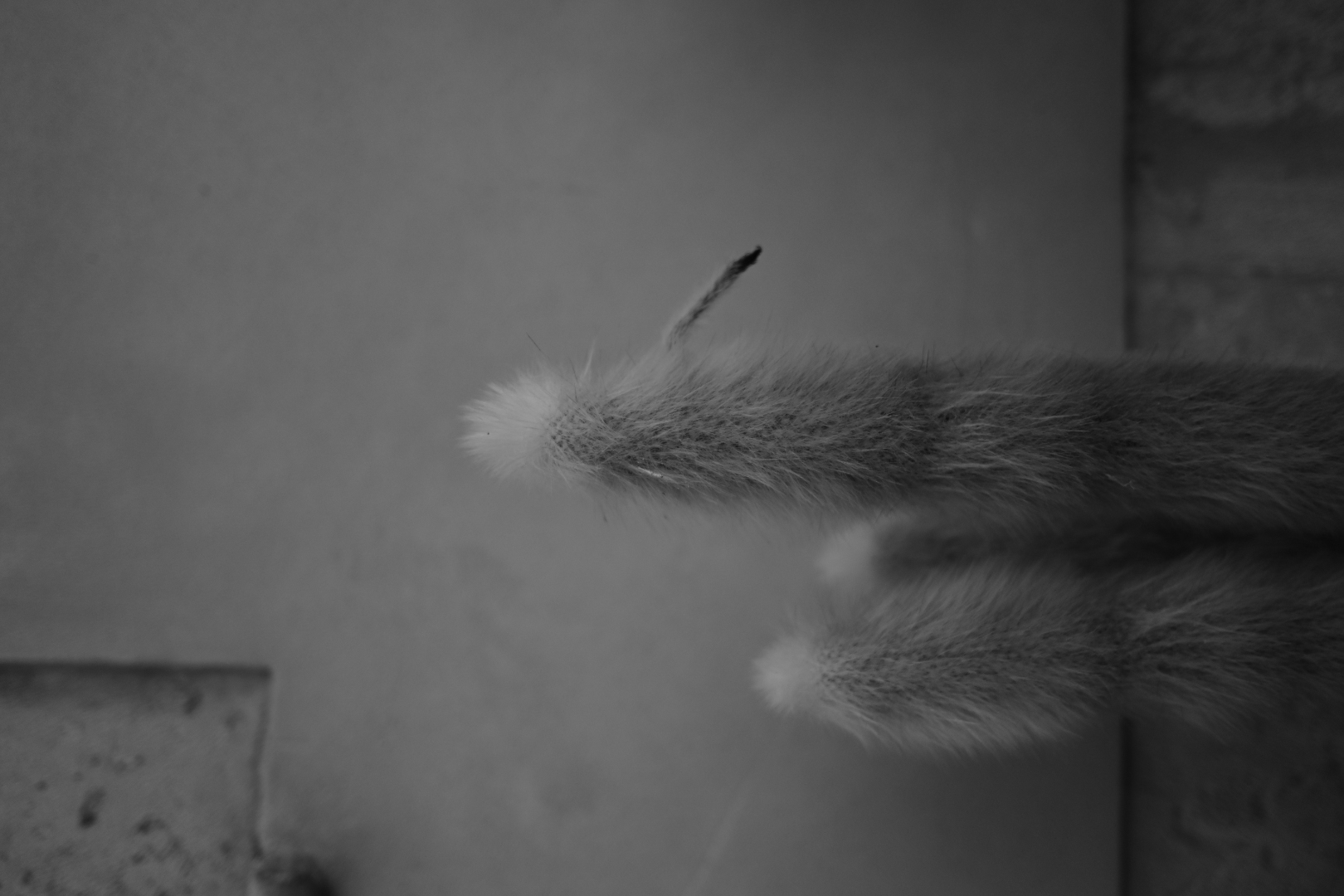 DSC_9745.JPG